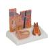 3B Scientific J14 Skin, Hair and Nail Microscopic Structures - 3B Smart Anatomy