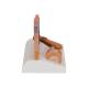 3B Scientific J14 Skin, Hair and Nail Microscopic Structures - 3B Smart Anatomy