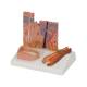 3B Scientific J14 Skin, Hair and Nail Microscopic Structures - 3B Smart Anatomy