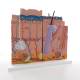 3B Scientific J16 Skin Model 3-Part - 3B Smart Anatomy