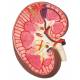 Kidney Section Model - 3 Times Full-Size