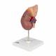 3B Smart Anatomy Kidney with Adrenal Gland (2 Parts) Model K12