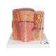 3B Scientific K13 MICROanatomy Kidney Model - 3B Smart Anatomy