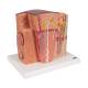 3B Scientific K13 MICROanatomy Kidney Model - 3B Smart Anatomy