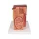 3B Scientific K13 MICROanatomy Kidney Model - 3B Smart Anatomy