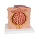 3B Scientific K13 MICROanatomy Kidney Model - 3B Smart Anatomy