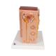 3B Scientific K13 MICROanatomy Kidney Model - 3B Smart Anatomy