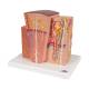 3B Scientific K13 MICROanatomy Kidney Model - 3B Smart Anatomy