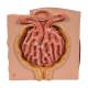 3B Scientific K13 MICROanatomy Kidney Model - 3B Smart Anatomy
