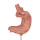 3B Scientific K15/1 Gastric Band Model