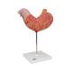 3B Scientific K15 Stomach Model 2-Part - 3B Smart Anatomy