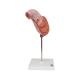 3B Scientific K15 Stomach Model 2-Part - 3B Smart Anatomy