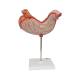 3B Scientific K15 Stomach Model 2-Part - 3B Smart Anatomy