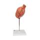 3B Scientific K15 Stomach Model 2-Part - 3B Smart Anatomy