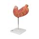 3B Scientific K15 Stomach Model 2-Part - 3B Smart Anatomy