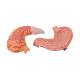 3B Scientific K15 Stomach Model 2-Part - 3B Smart Anatomy
