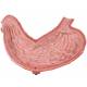 Stomach Model 2-Part