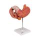 3B Scientific K16 Stomach Model 3-Part - 3B Smart Anatomy