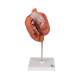 3B Scientific K16 Stomach Model 3-Part - 3B Smart Anatomy