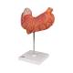 3B Scientific K16 Stomach Model 3-Part - 3B Smart Anatomy
