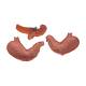 3B Scientific K16 Stomach Model 3-Part - 3B Smart Anatomy