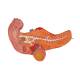 3B Scientific K16 Stomach Model 3-Part - 3B Smart Anatomy