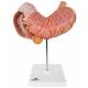 Stomach Model 3-Part