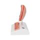 3B Scientific K17 Stomach Model with Ulcers - 3B Smart Anatomy