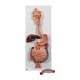 3B Scientific K20 Digestive System Model 2-Part