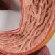 3B Scientific K20 Digestive System Model 2-Part
