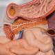 3B Scientific K20 Digestive System Model 2-Part