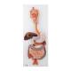 3B Scientific K20 Digestive System Model 3-Part - 3B Smart Anatomy
