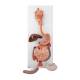 3B Scientific K20 Digestive System Model 3-Part - 3B Smart Anatomy
