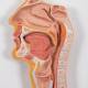 3B Scientific K20 Digestive System Model 3-Part - 3B Smart Anatomy