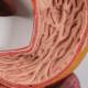 3B Scientific K20 Digestive System Model 3-Part - 3B Smart Anatomy