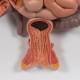3B Scientific K20 Digestive System Model 3-Part - 3B Smart Anatomy