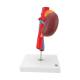 3B Scientific K22-1 Kidneys with Vessels Model 2-Part - 3B Smart Anatomy