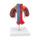 3B Scientific K22-1 Kidneys with Vessels Model 2-Part - 3B Smart Anatomy