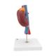 3B Scientific K22-1 Kidneys with Vessels Model 2-Part - 3B Smart Anatomy
