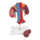 3B Scientific K22-1 Kidneys with Vessels Model 2-Part - 3B Smart Anatomy