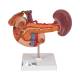3B Scientific K22-2 Rear Organs of Upper Abdomen Model - 3B Smart Anatomy