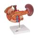 3B Scientific K22-2 Rear Organs of Upper Abdomen Model - 3B Smart Anatomy