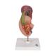 3B Scientific K22-2 Rear Organs of Upper Abdomen Model - 3B Smart Anatomy