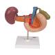 3B Scientific K22-2 Rear Organs of Upper Abdomen Model - 3B Smart Anatomy