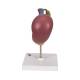 3B Scientific K22-2 Rear Organs of Upper Abdomen Model - 3B Smart Anatomy
