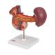 3B Scientific K22-2 Rear Organs of Upper Abdomen Model - 3B Smart Anatomy