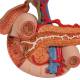3B Scientific K22-2 Rear Organs of Upper Abdomen Model - 3B Smart Anatomy