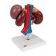 3B Scientific K22-3 Kidneys with Rear Organs of Upper Abdomen Model 3-Part - 3B Smart Anatomy