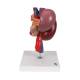 3B Scientific K22-3 Kidneys with Rear Organs of Upper Abdomen Model 3-Part - 3B Smart Anatomy