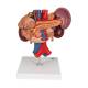 3B Scientific K22-3 Kidneys with Rear Organs of Upper Abdomen Model 3-Part - 3B Smart Anatomy